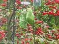 2005-1123parakeet